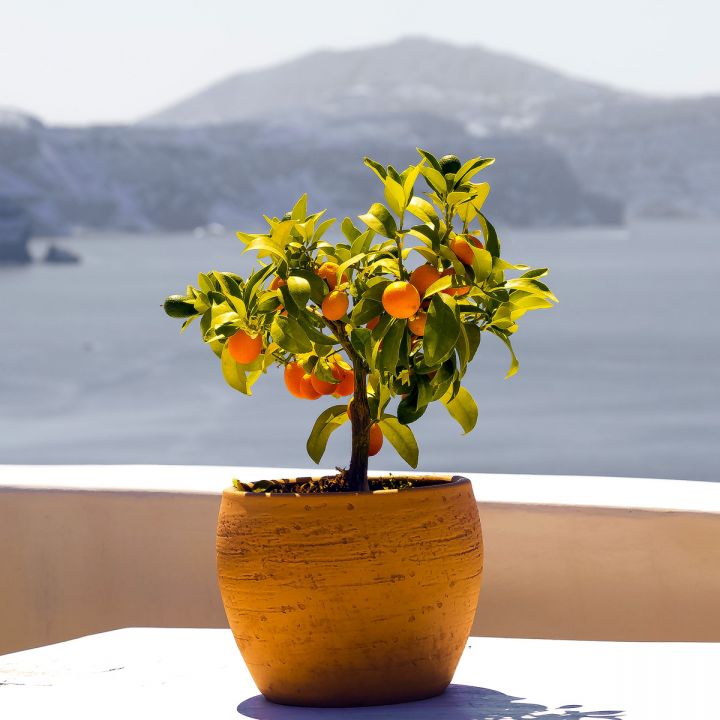 Santorini_wakacje-wyloty-UK_046-sq