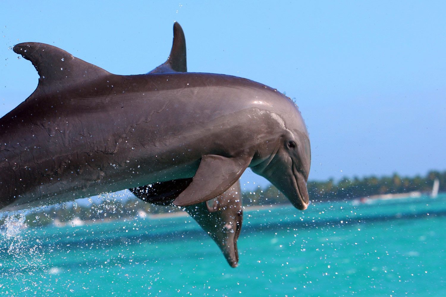 Dominikana_wyloty-uk_043-delfin.jpg
