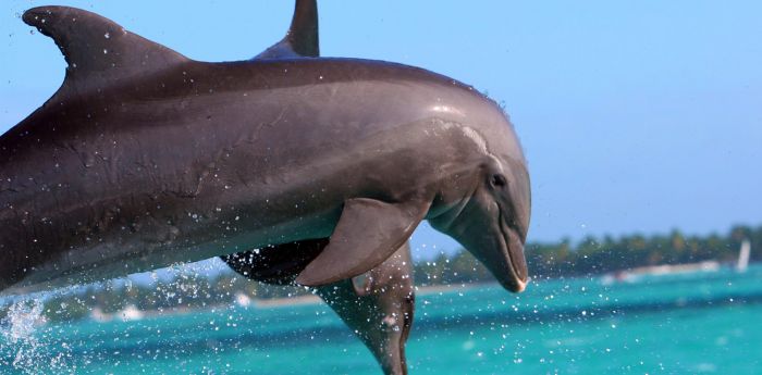Dominikana_wyloty-uk_043-delfin
